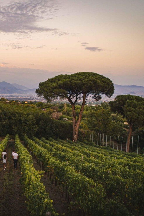 Vesuvio Winery Wine Tasting - Pricing and Booking