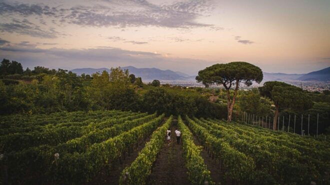 Vesuvio Winery Wine Tasting - UNESCO Biosphere Reserve