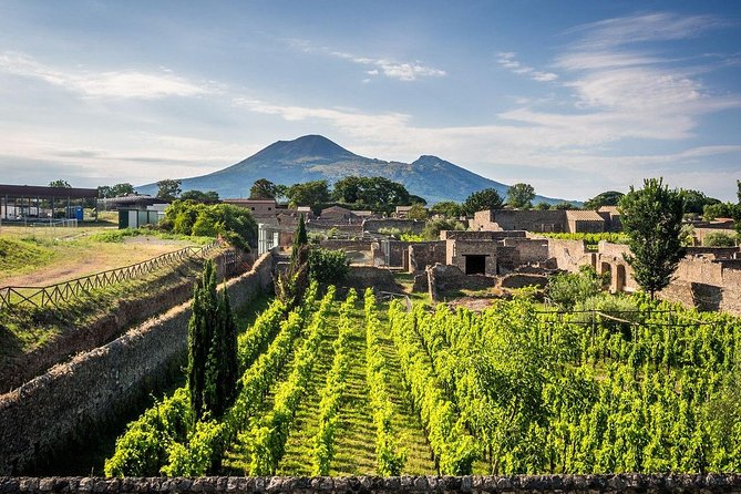 Vesuvius, Pompeii (Private Guide),Vineyards and Winery Tour, Lunch Wine Taste . - Pricing, Booking, and Policies