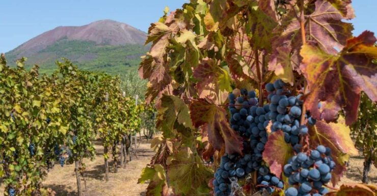Vesuvius Valley and Pompeii With Wine Taste and Lunch by Van - Tour Details