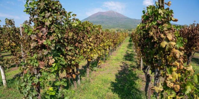 Vesuvius Valley and Pompeii With Wine Taste and Lunch by Van - Itinerary