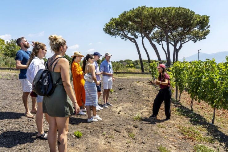 Vesuvius Vineyards Tour With Wine Tasting and Lunch - Language and Group Size