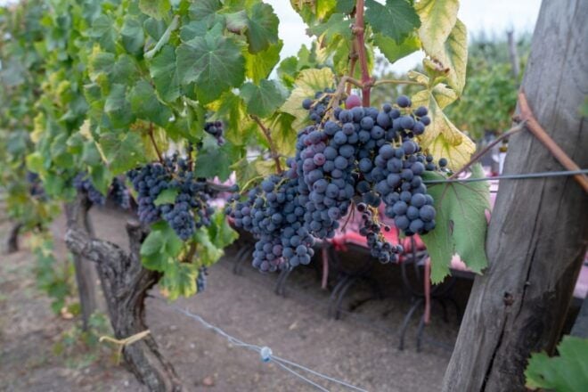 Vesuvius Vineyards Tour With Wine Tasting and Lunch - Tour Highlights