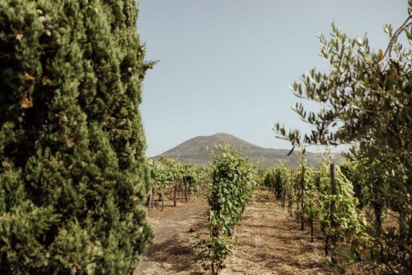 Vesuvius Vineyards Tour With Wine Tasting and Lunch - Important Information