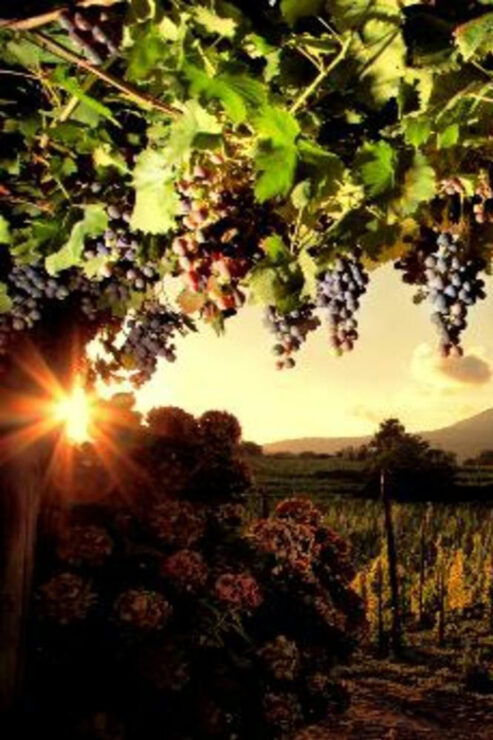 Vesuvius - Wine Tasting From Salerno | Ideal for Cruisers - Experience Highlights