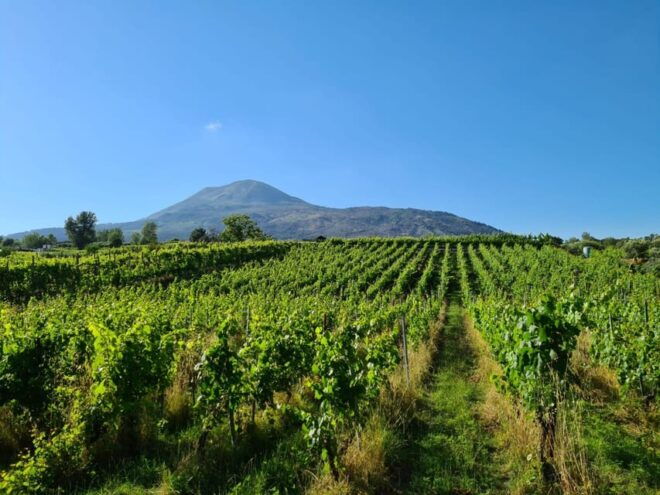 Vesuvius - Wine Tasting From Salerno | Ideal for Cruisers - Local Wine Varieties