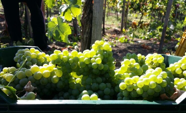 Vesuvius Wine Tasting, Lunch and Vineyard Visit - Good To Know