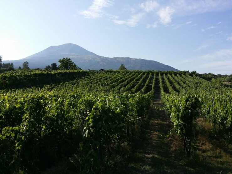 Vesuvius Wine Tasting, Lunch and Vineyard Visit - Inclusions