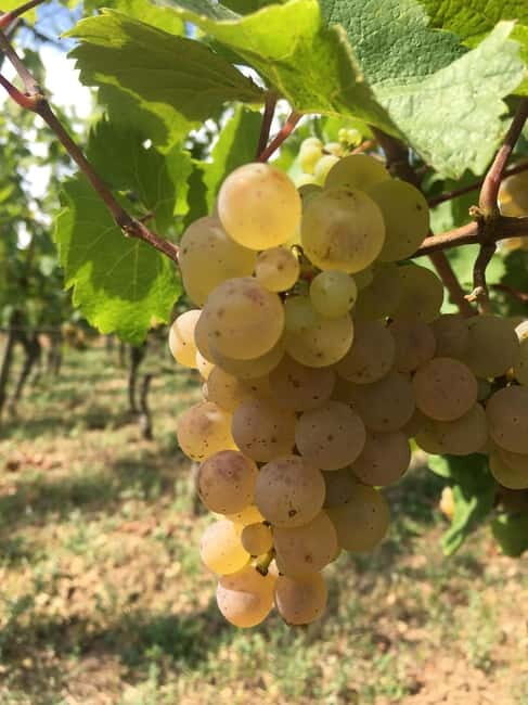 Vgtlinshoffen: Alsace Wine Tasting - Good To Know