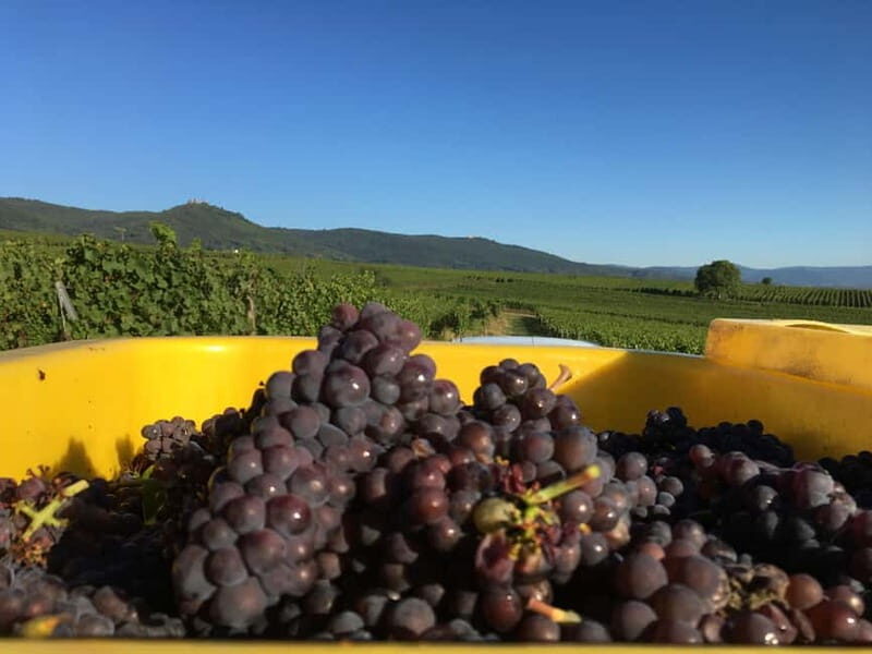 Vgtlinshoffen: Alsace Wine Tasting - Who Will Love This Experience?