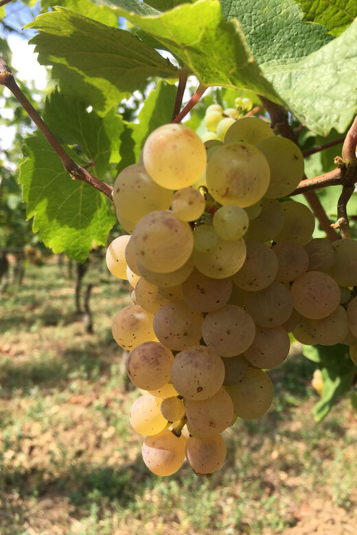 Vgtlinshoffen: Alsace Wine Tasting - The Sum Up: Worthwhile for Wine Lovers and Curious Travelers