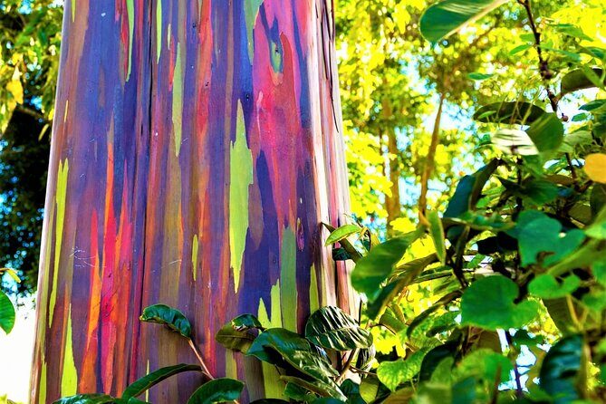 Viator Exclusive: Maui Tropical Rainforest Small Group Tour - A Detailed Look at What Makes This Tour a Great Choice