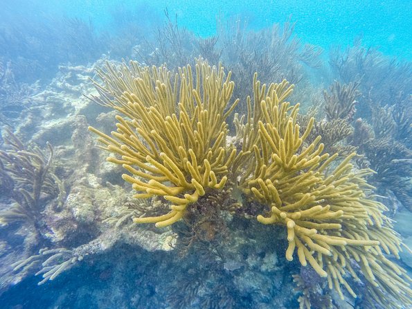 Viator Exclusive: Tulum Ruins, Reef Snorkeling, Cenote and Caves - Meeting and Pickup Details