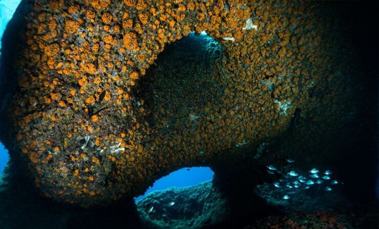 Vico Equense: Course Advanced Open Water Diver - Activity Requirements