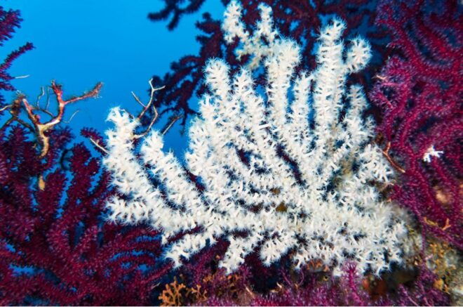 Vico Equense: Course Advanced Open Water Diver - Inclusions Provided