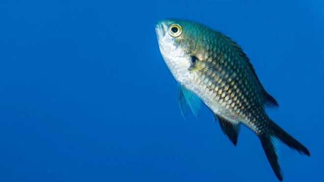 Vico Equense: Course Advanced Open Water Diver - Important Information