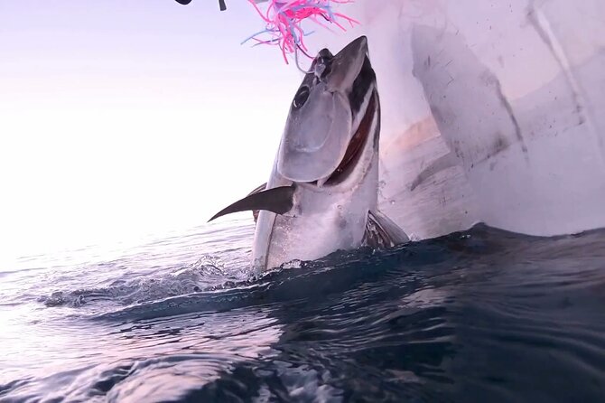 Victor Harbour Bluefin Tuna Catch and Dine - Tour Details