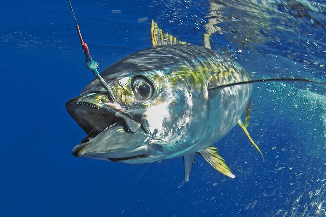 Victor Harbour Bluefin Tuna Catch and Dine - Accessibility and Recommended Health Conditions