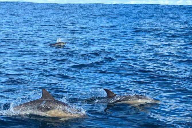 Victor Harbour Bluefin Tuna Catch and Dine - Pricing Information