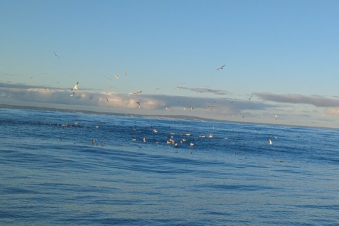 Victor Harbour Bluefin Tuna Catch and Dine - Common Questions