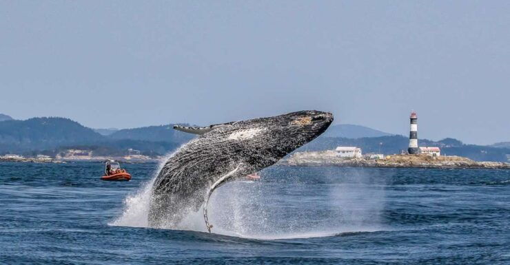 Victoria: 3-Hour Zodiac Whale-Watching Tour - Booking Details