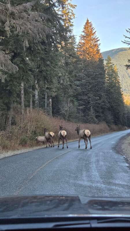 Victoria: 4-Day Tofino and Port Renfrew Tour with Flights - Good To Know
