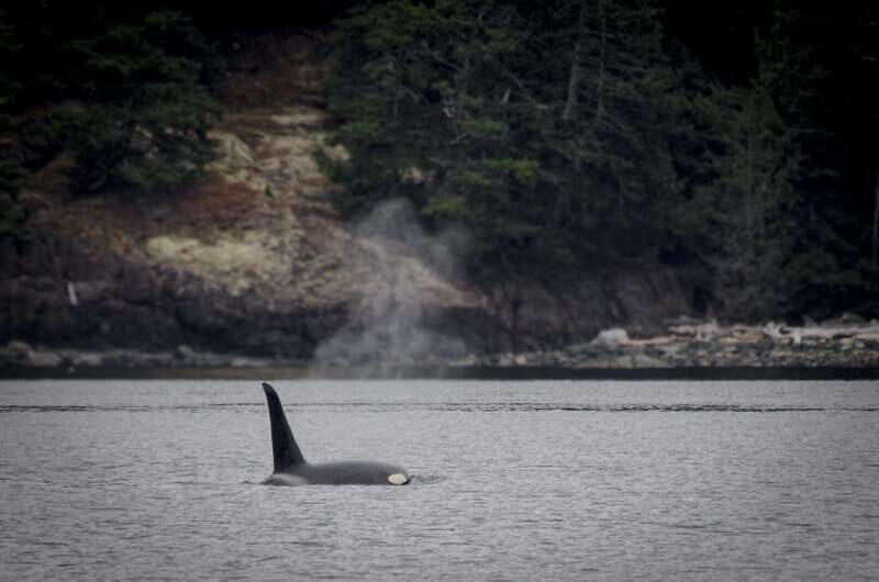 Victoria: 4-Day Tofino and Port Renfrew Tour with Flights - Cost and Value