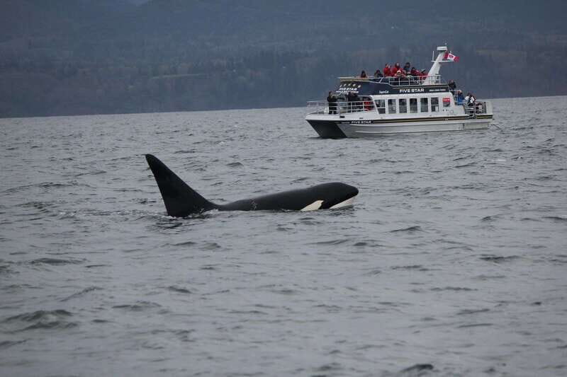 Victoria BC: 3 Hour Expedition Catamaran Whale Watching Tour - Good To Know