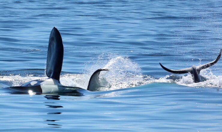 Victoria, BC: 3-Hour Ultimate Whale & Marine Wildlife Tour - Group Size & Starting Location
