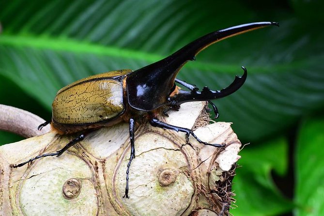 Victoria Butterfly Gardens Ticket - Butterfly Species and Wildlife