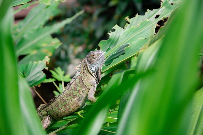 Victoria Butterfly Gardens Ticket - Traveler Photos