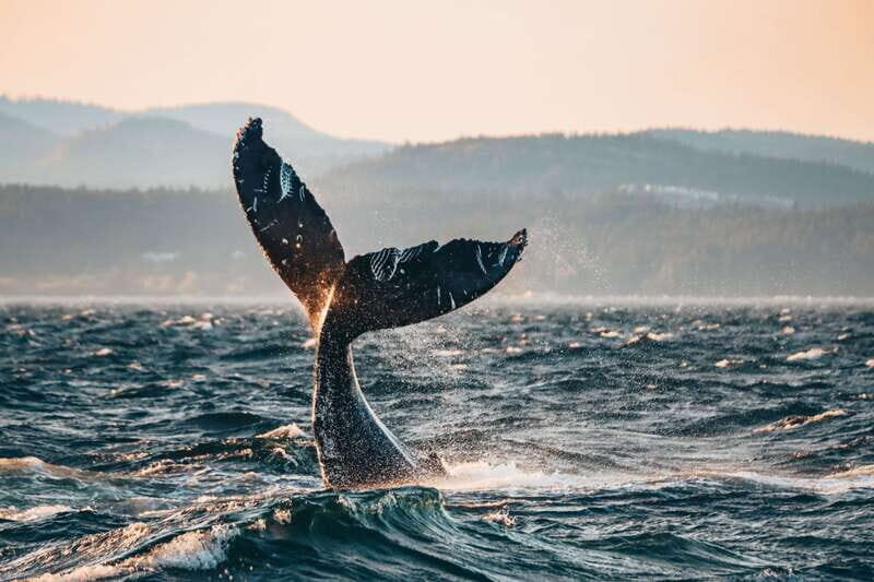 Victoria: Covered Whale Watching Adventure with Free Photos - What Makes This Tour Stand Out?
