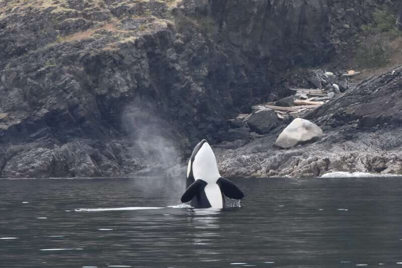 Victoria: Covered Whale Watching Adventure with Free Photos - Pricing and Value