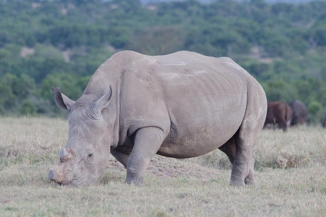 Victoria Falls Chobe Day Trip - Additional Information