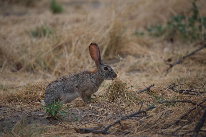 Victoria Falls Chobe Day Trip - Pickup and Drop-off
