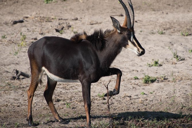 Victoria Falls Chobe Day Trip - Travel Tips