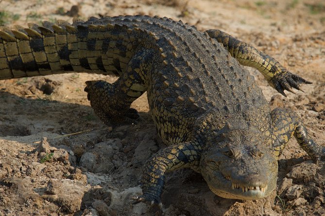 Victoria Falls Chobe Day Trip - Frequently Asked Questions