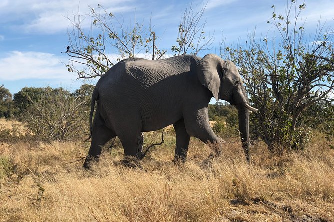 Victoria Falls Chobe Day Trip - The Sum Up