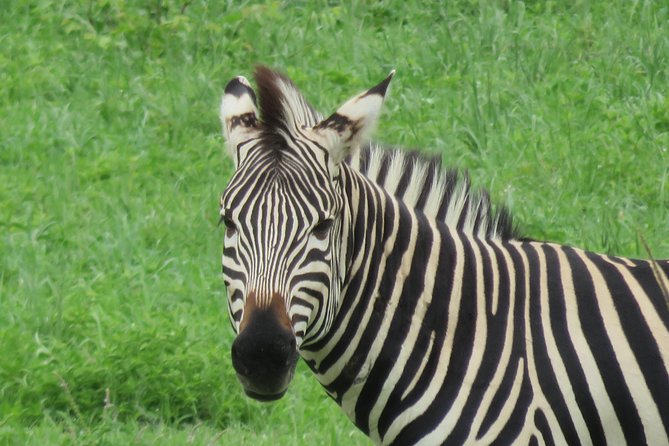 Victoria Falls Rhino Encounter Game Drive! - Important Information