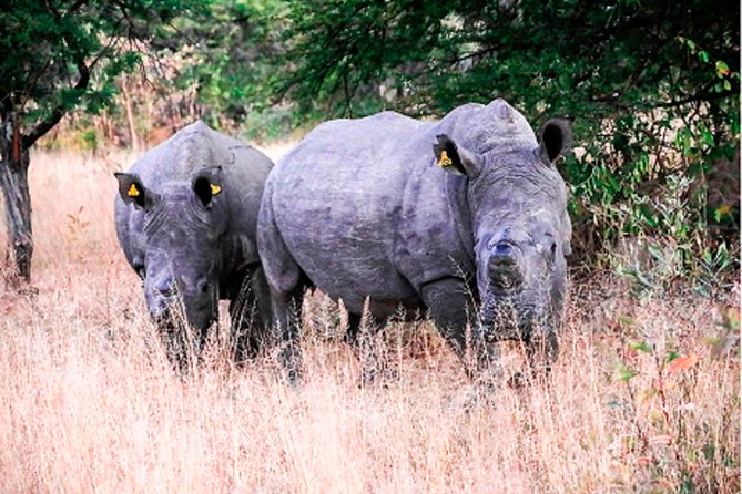 Victoria Falls Rhino Encounter Game Drive! - Pricing Details