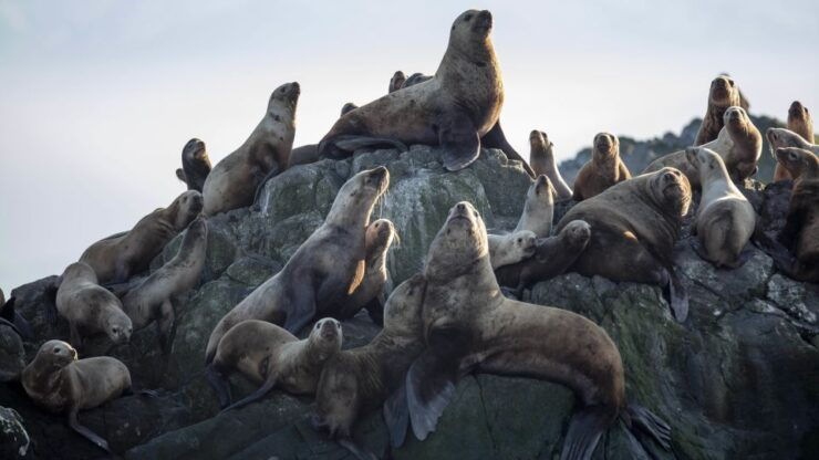Victoria: Guided Wildlife-Watching Tour by Catamaran - Booking Information