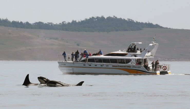 Victoria: Guided Wildlife-Watching Tour by Catamaran - Experience Details