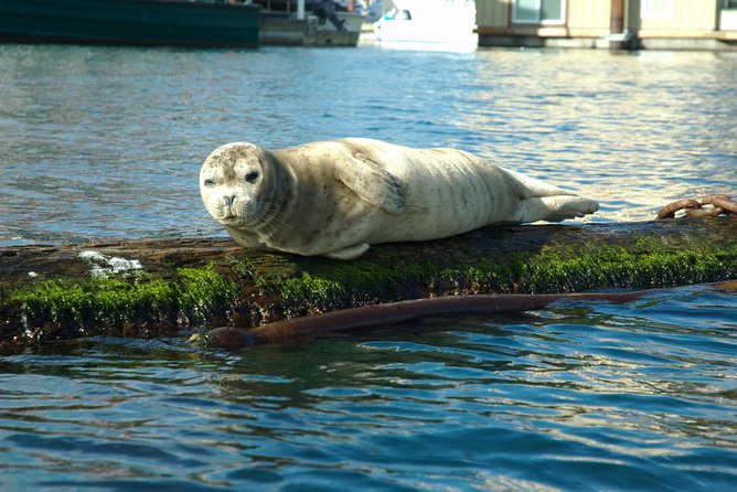 Victoria Harbour Kayak Tour - Tour Overview