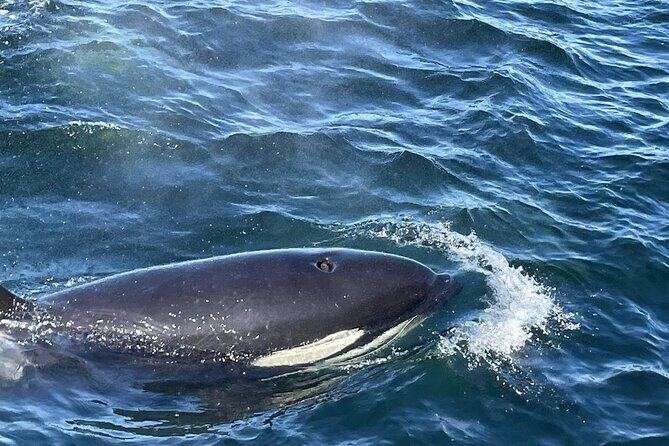 Victoria Highlights & Whale Watching Tour - Who Will Love This Tour?