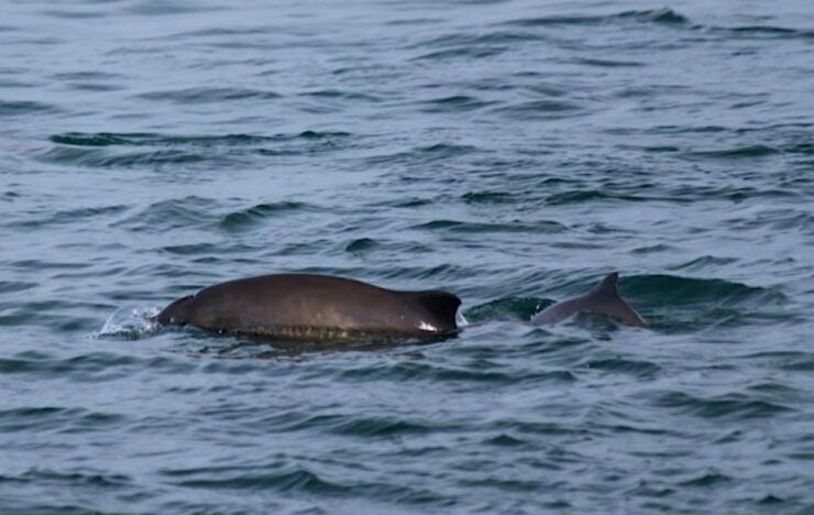Victoria: Marine Wildlife & Whale Watch Tour - Activity Details