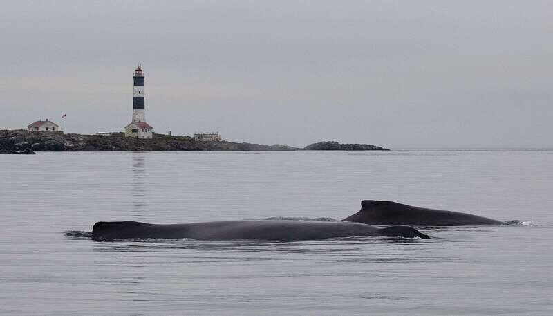 Victoria: Morning Whale-Watching Tour in Scarab Boat - Good To Know