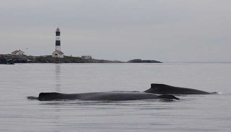 Victoria: Morning Whale-Watching Tour in Scarab Boat - FAQ