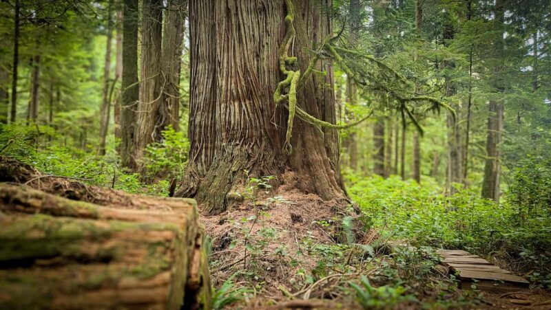 Victoria: Old Growth Rainforest Canyon Waterfall and Beaches - Good To Know