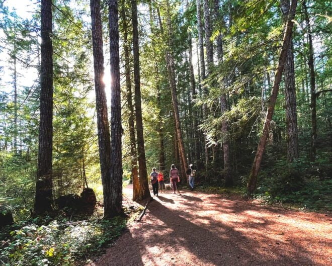Victoria: Old Growth Rainforest Canyon Waterfall and Beaches - Itinerary Highlights