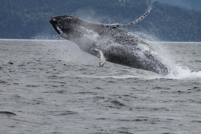 Victoria Shore Excursion: Whale-Watching Cruise With Expert Naturalist Guides - Spot Native Marine Life in Victorias Waters